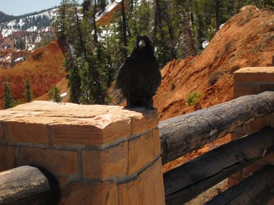 Now we have his attention.  These ravens were plentiful,...